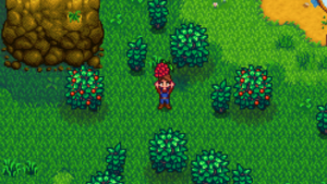 foraging salmonberries is a great way to make more money in stardew valley. picture shows a player holding a pink salmonberry above his nead between two berry bushes coverd in pink berries